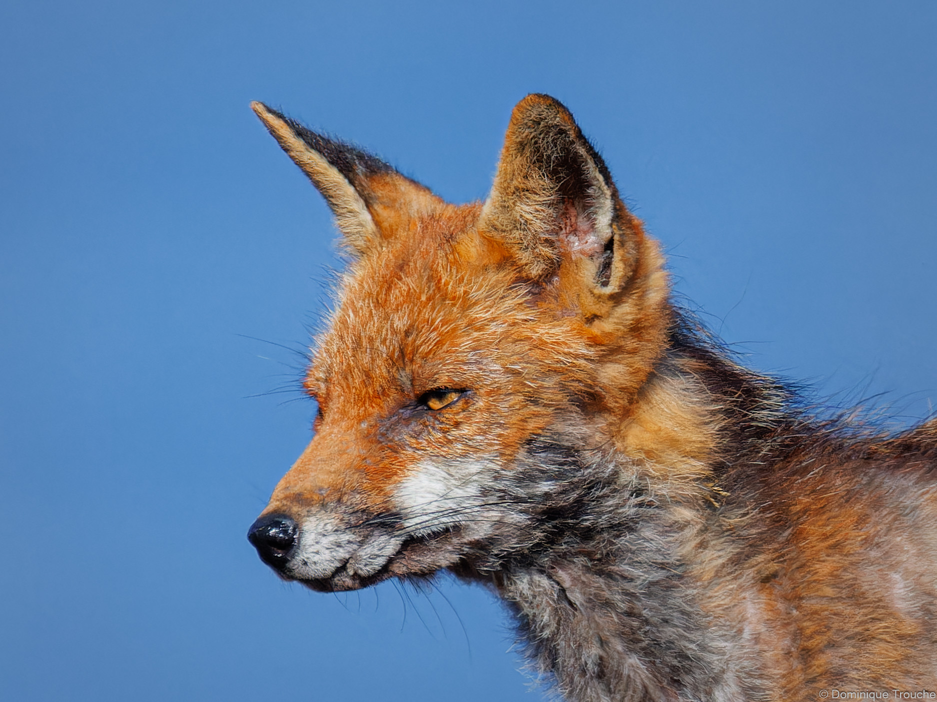 Lire la suite à propos de l’article La dure vie du Renard
