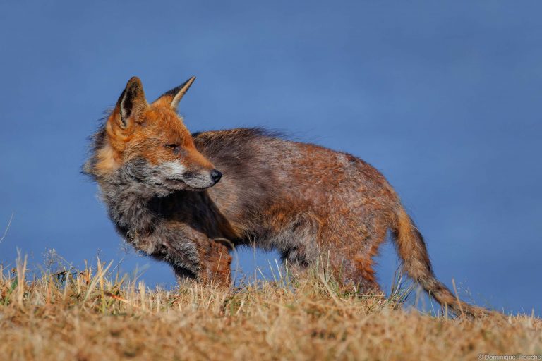 Renard roux