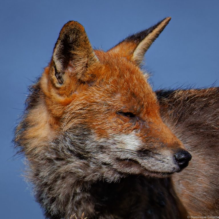 Renard roux