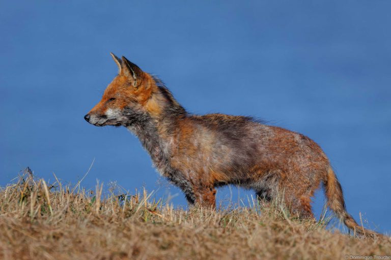 Renard roux
