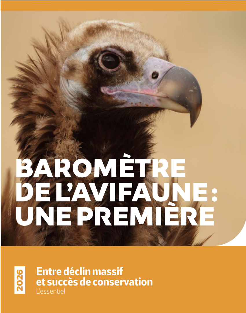 Lire la suite à propos de l’article Le Monde des Oiseaux en France : Entre Déclin et Succès Historiques