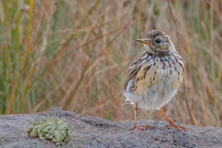 Pipit farlouse