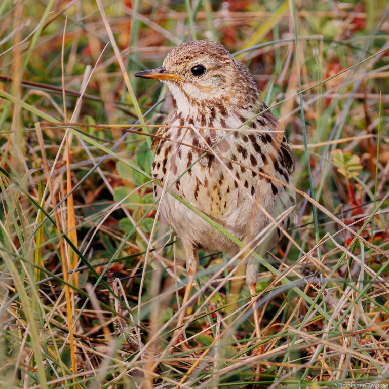Pipit farlouse