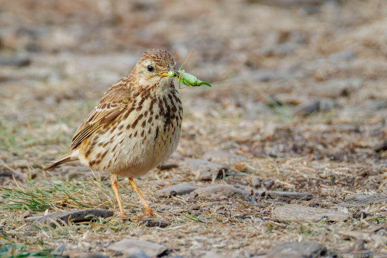 Pipit farlouse