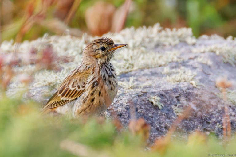 Pipit farlouse