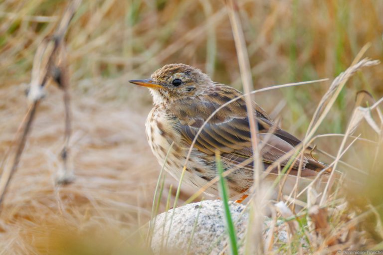 Pipit farlouse