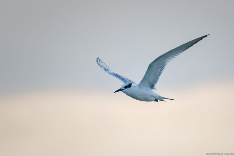 Sterne caugek immature