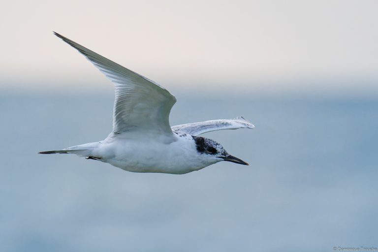 Sterne caugek immature
