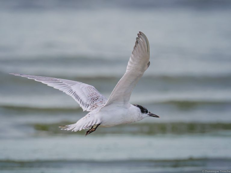 Sterne caugek immature