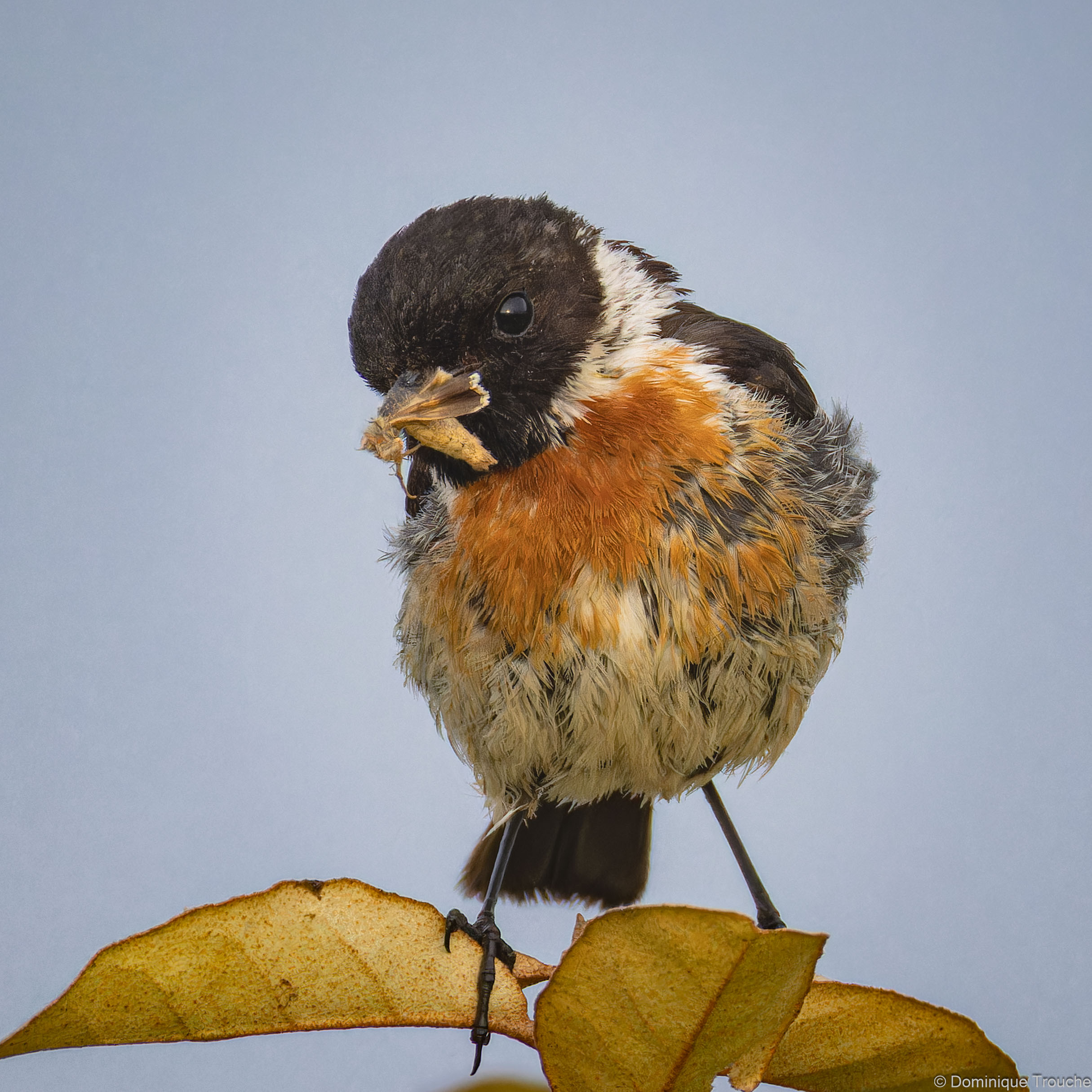 Lire la suite à propos de l’article Les oiseaux se taisent en été