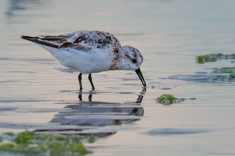 Bécasseaux sanderling