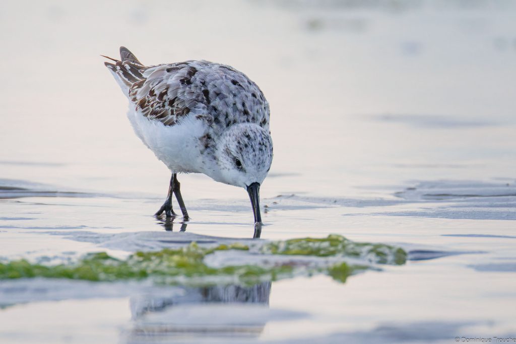 Bécasseaux sanderling