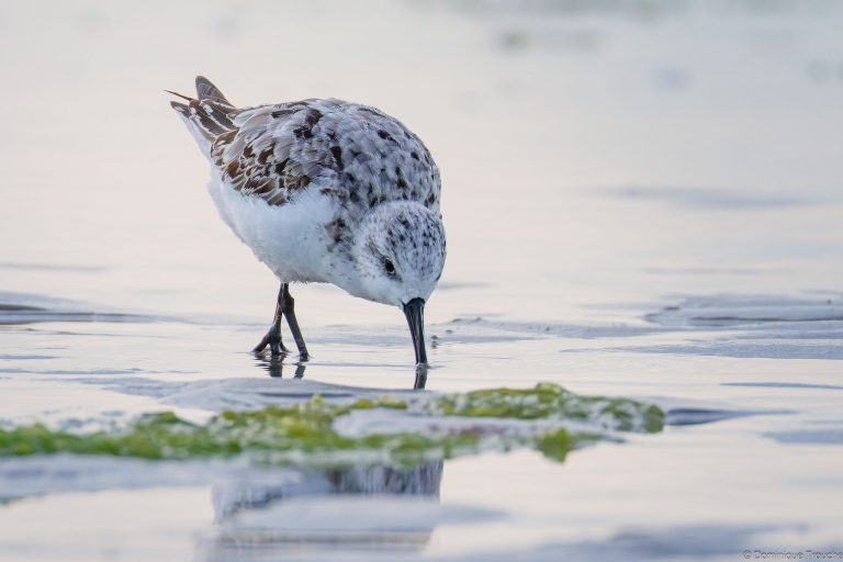 Bécasseaux sanderling