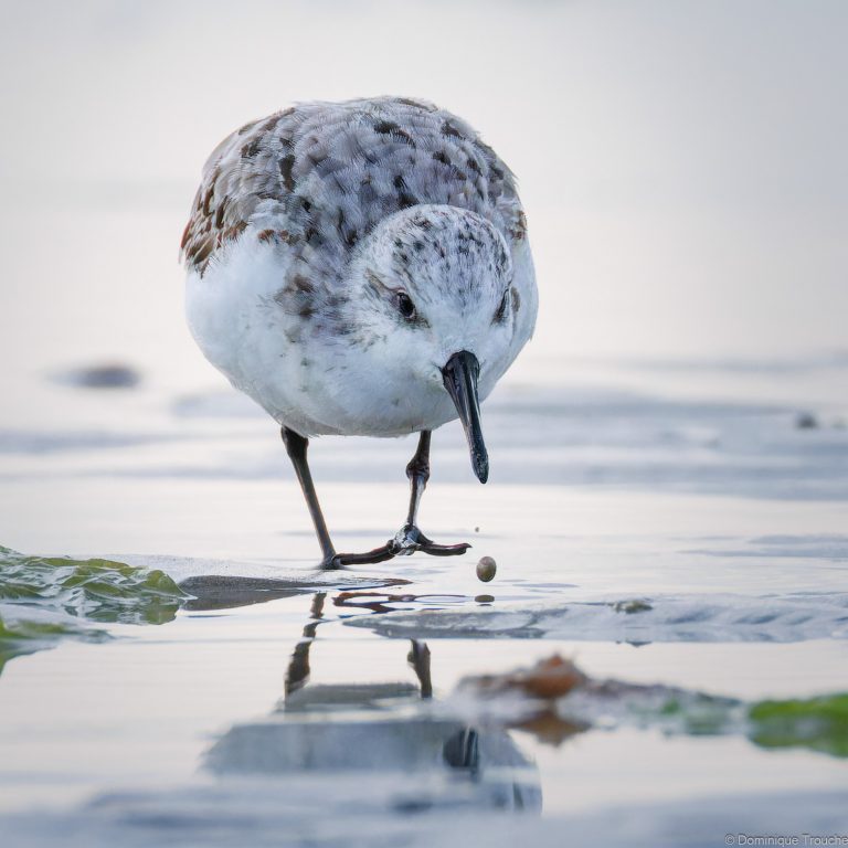 Bécasseaux sanderling
