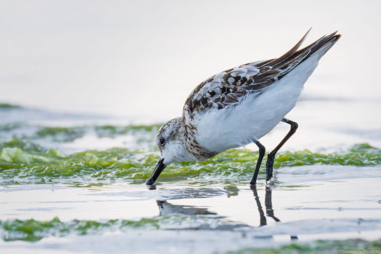 Bécasseaux sanderling
