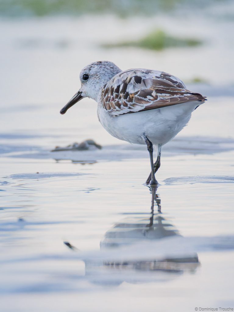 Bécasseaux sanderling