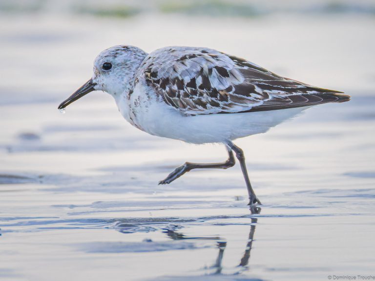 Bécasseaux sanderling