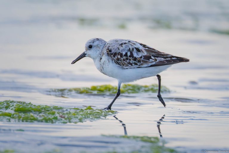 Bécasseaux sanderling