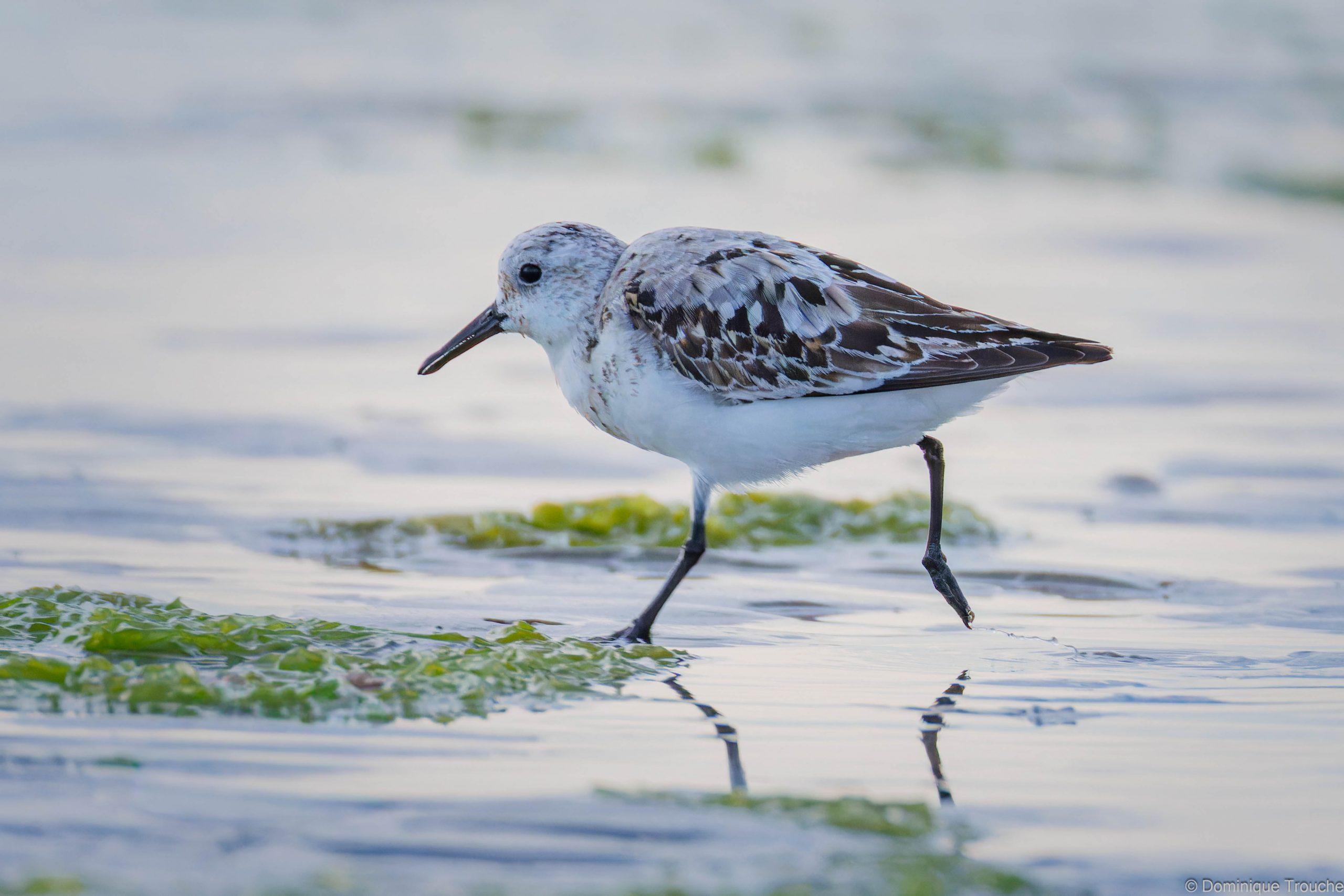 Lire la suite à propos de l’article Le retour des premiers hivernants : les Bécasseaux sanderling