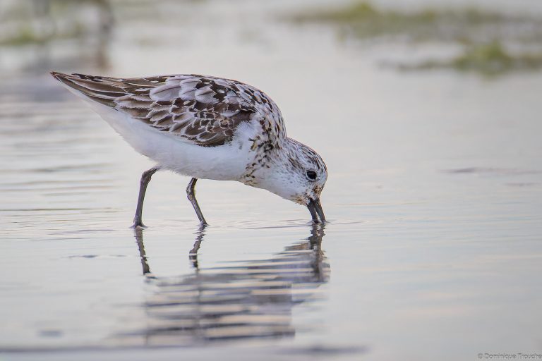Bécasseaux sanderling