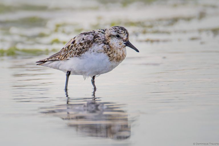 Bécasseaux sanderling