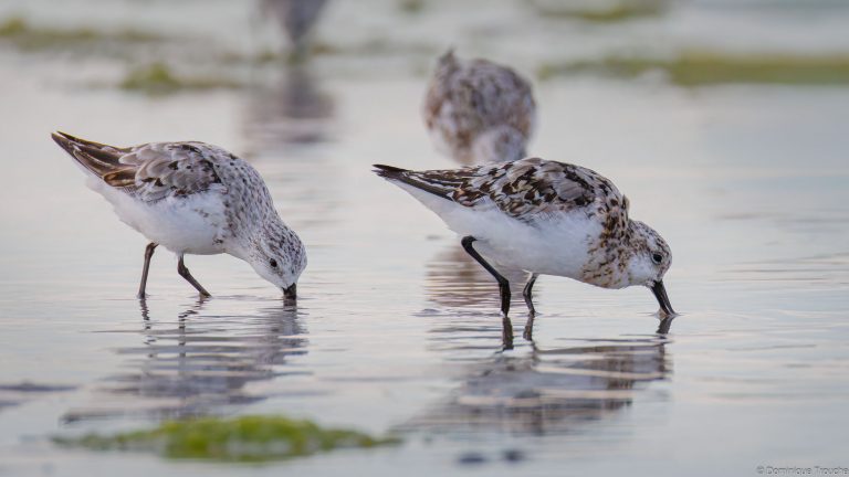 Bécasseaux sanderling