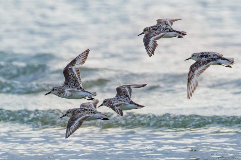Bécasseaux sanderling
