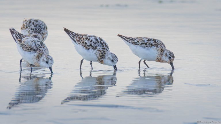 Bécasseaux sanderling