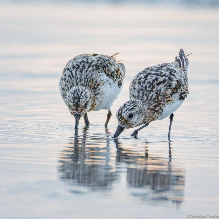 Bécasseaux sanderling