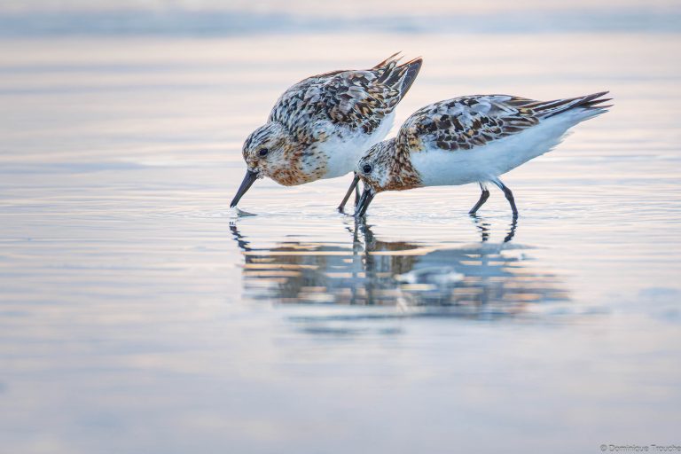 Bécasseaux sanderling