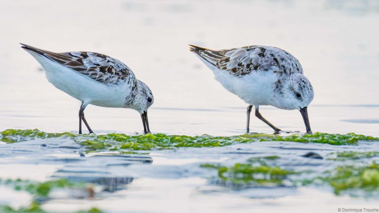 Bécasseaux sanderling