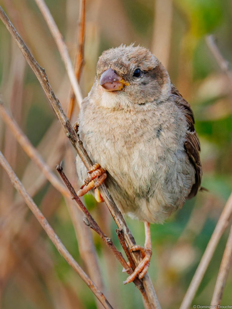 Moineau domestique femelle