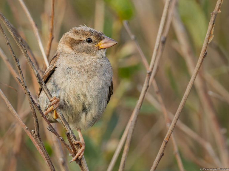 Moineau domestique femelle