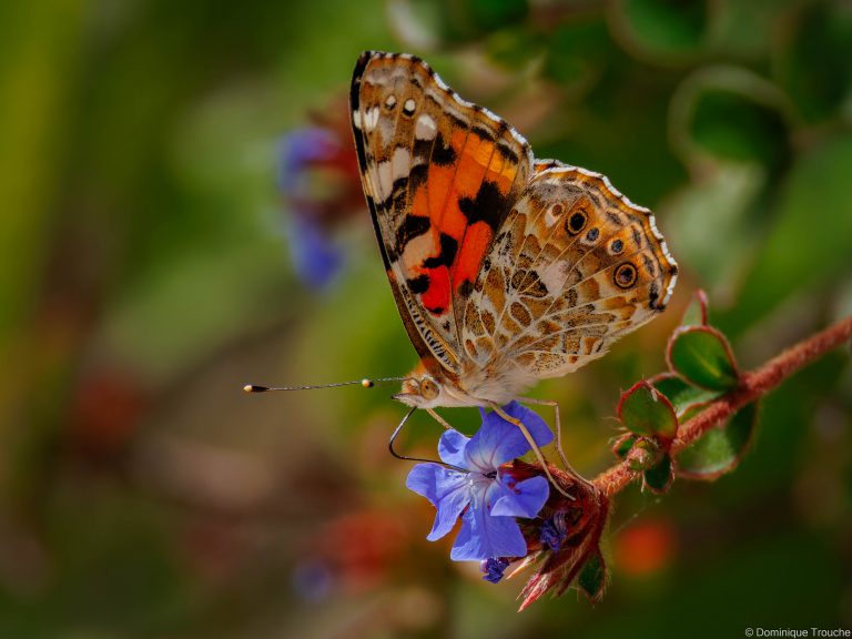 Papillon Belle Dame