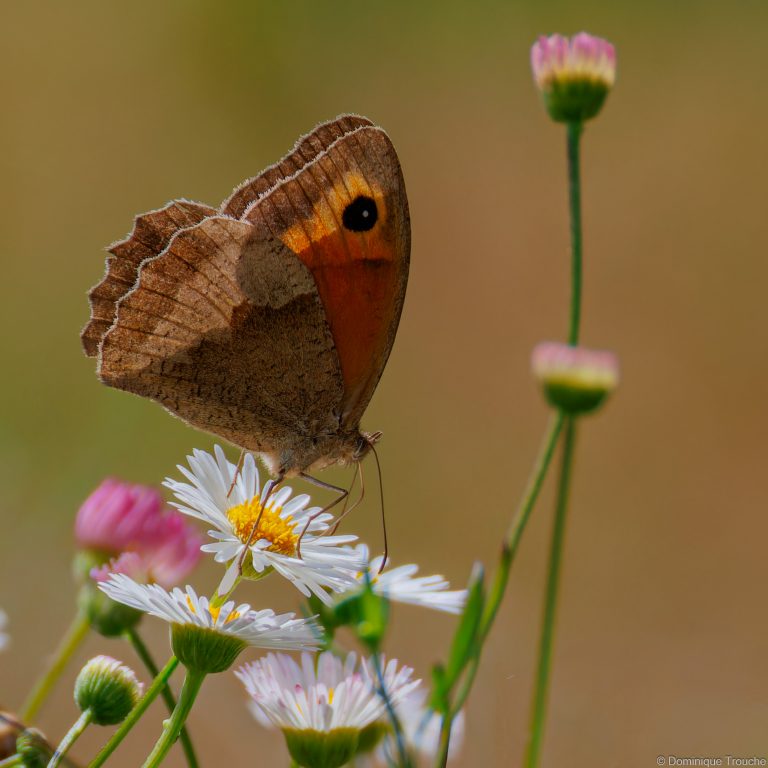Papillon Myrtil