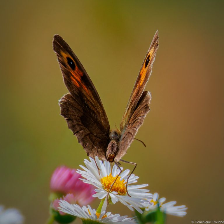 Papillon Myrtil