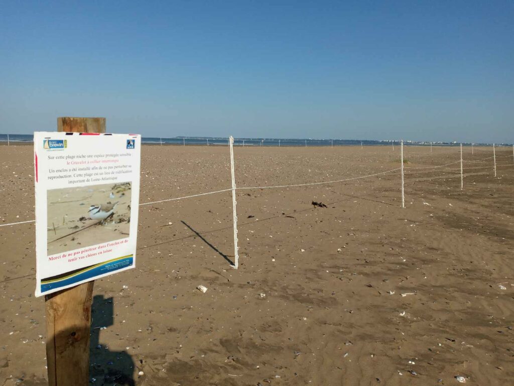 enclos protection des gravelots