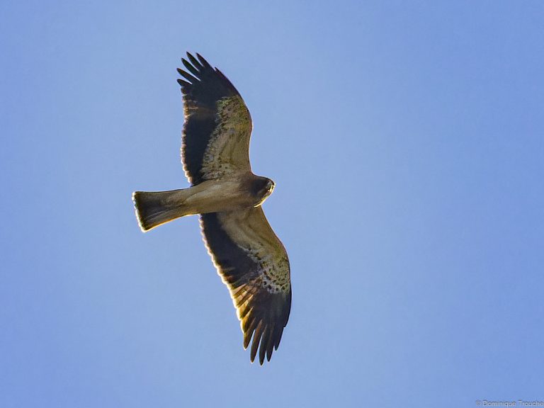 Aigle botté