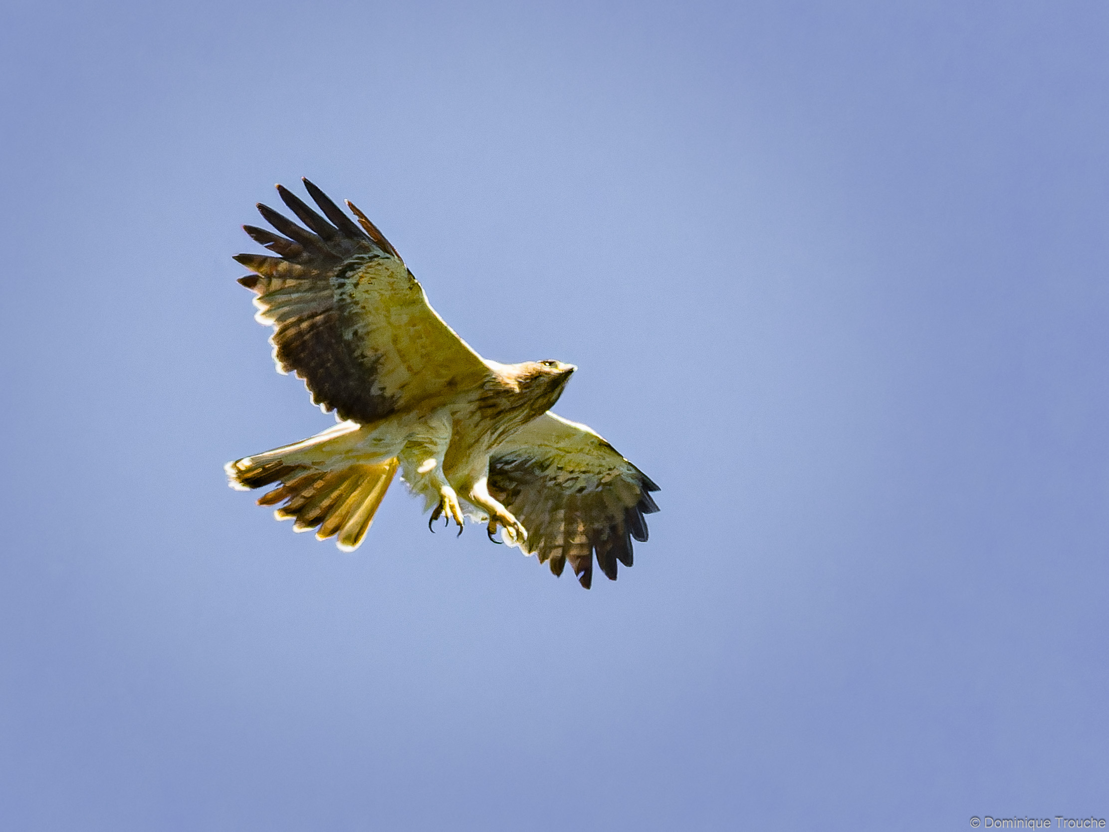 Aigle botté