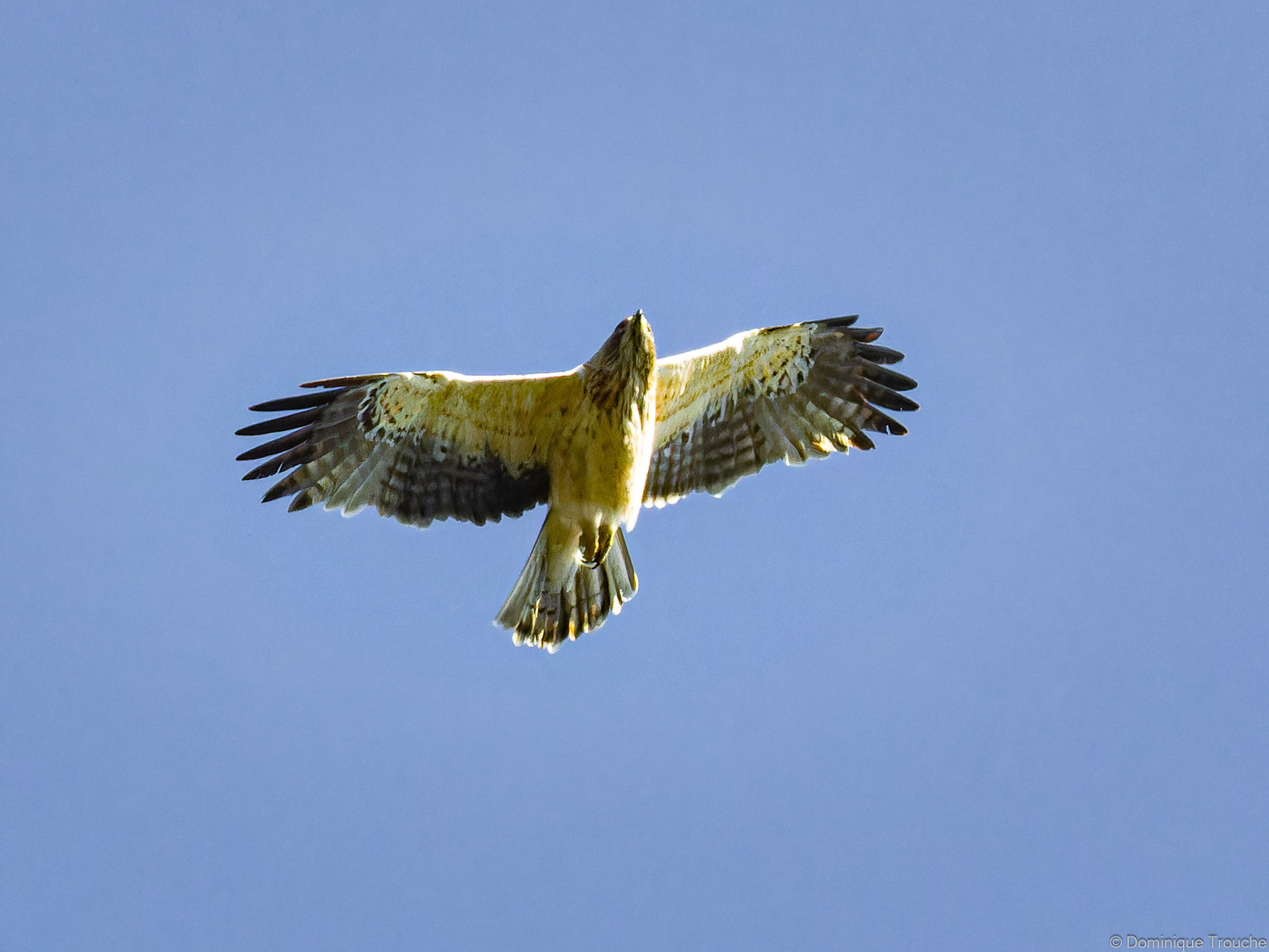 Aigle botté