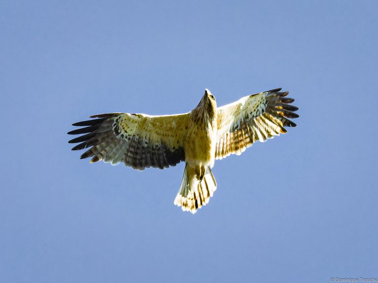 Aigle botté