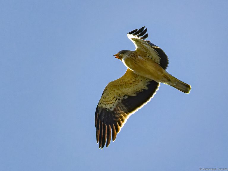 Aigle botté