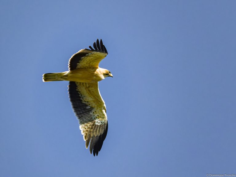 Aigle botté