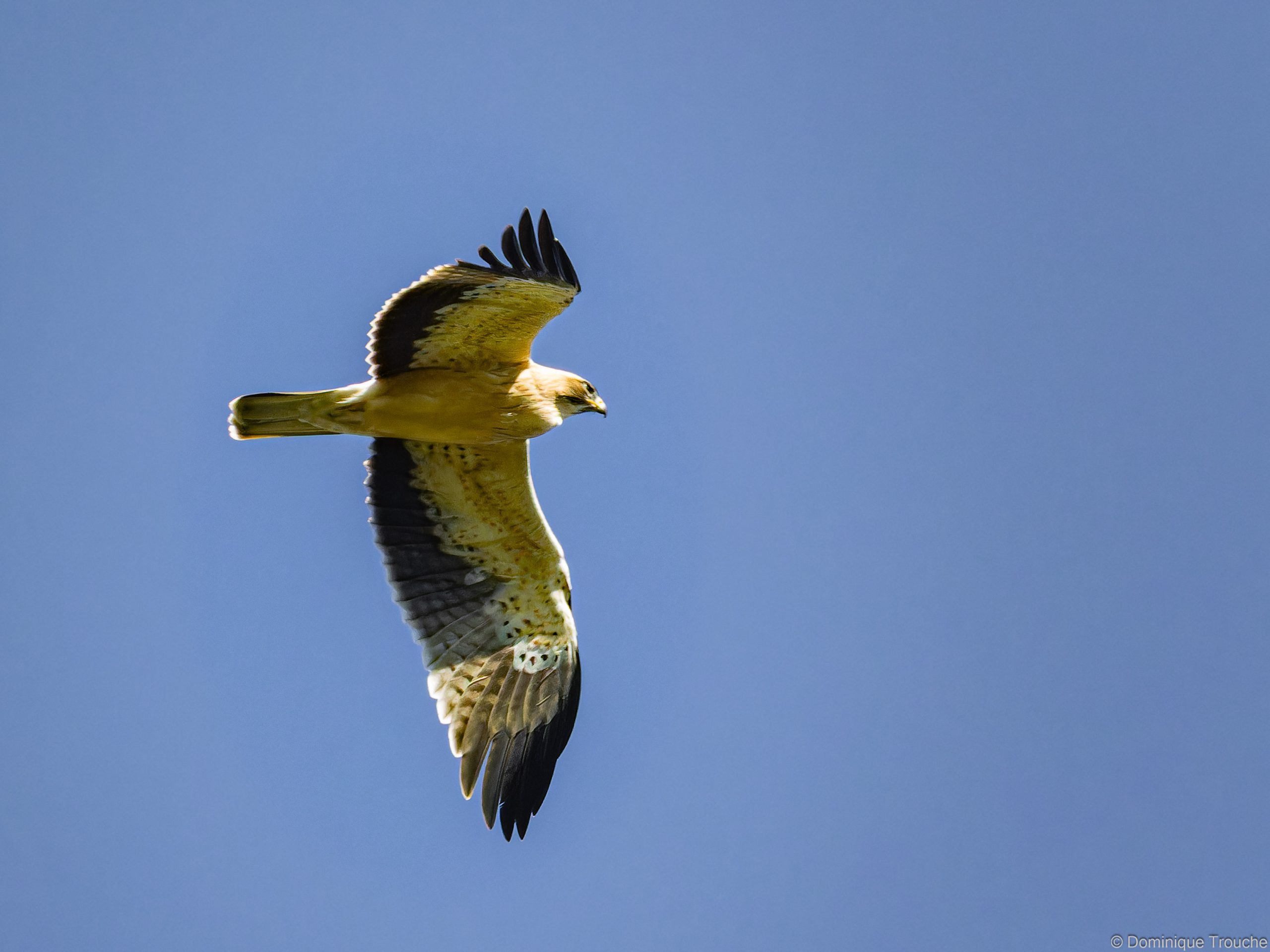 Aigle botté