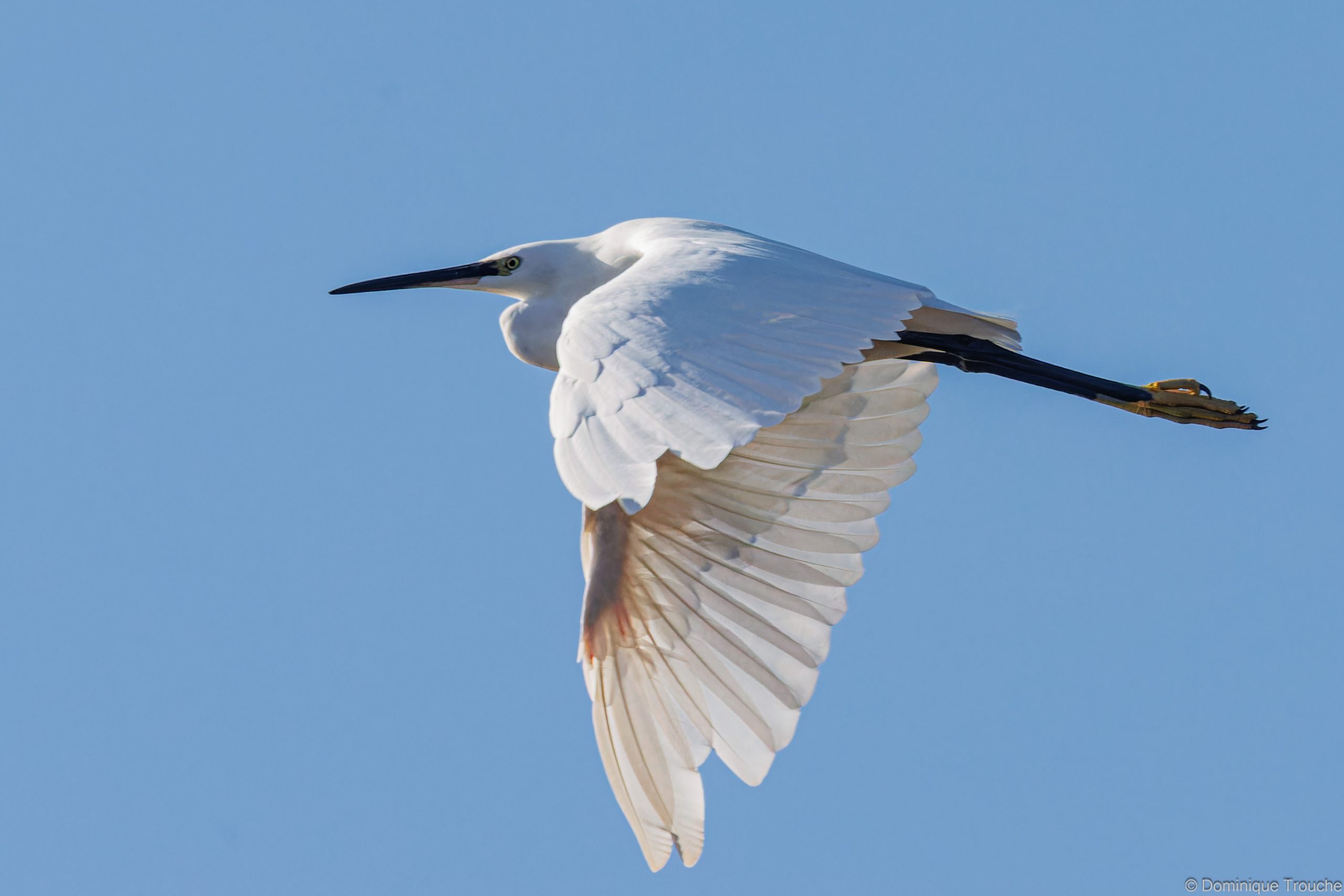 Aigrette garzette