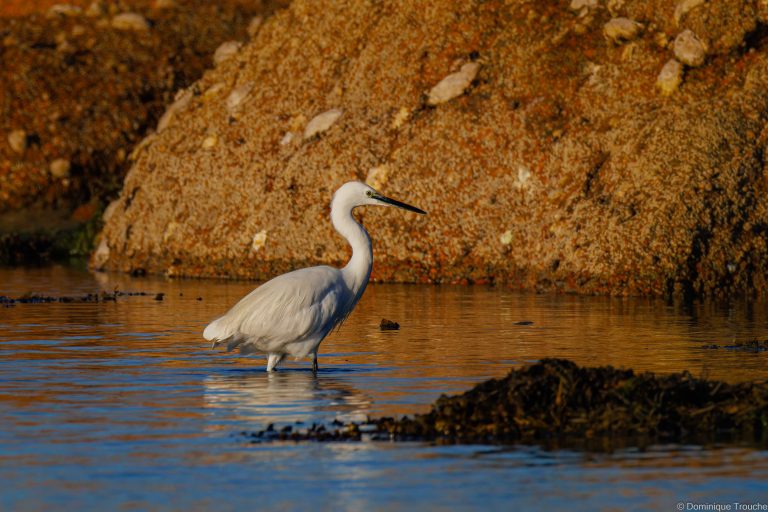 Aigrette garzette