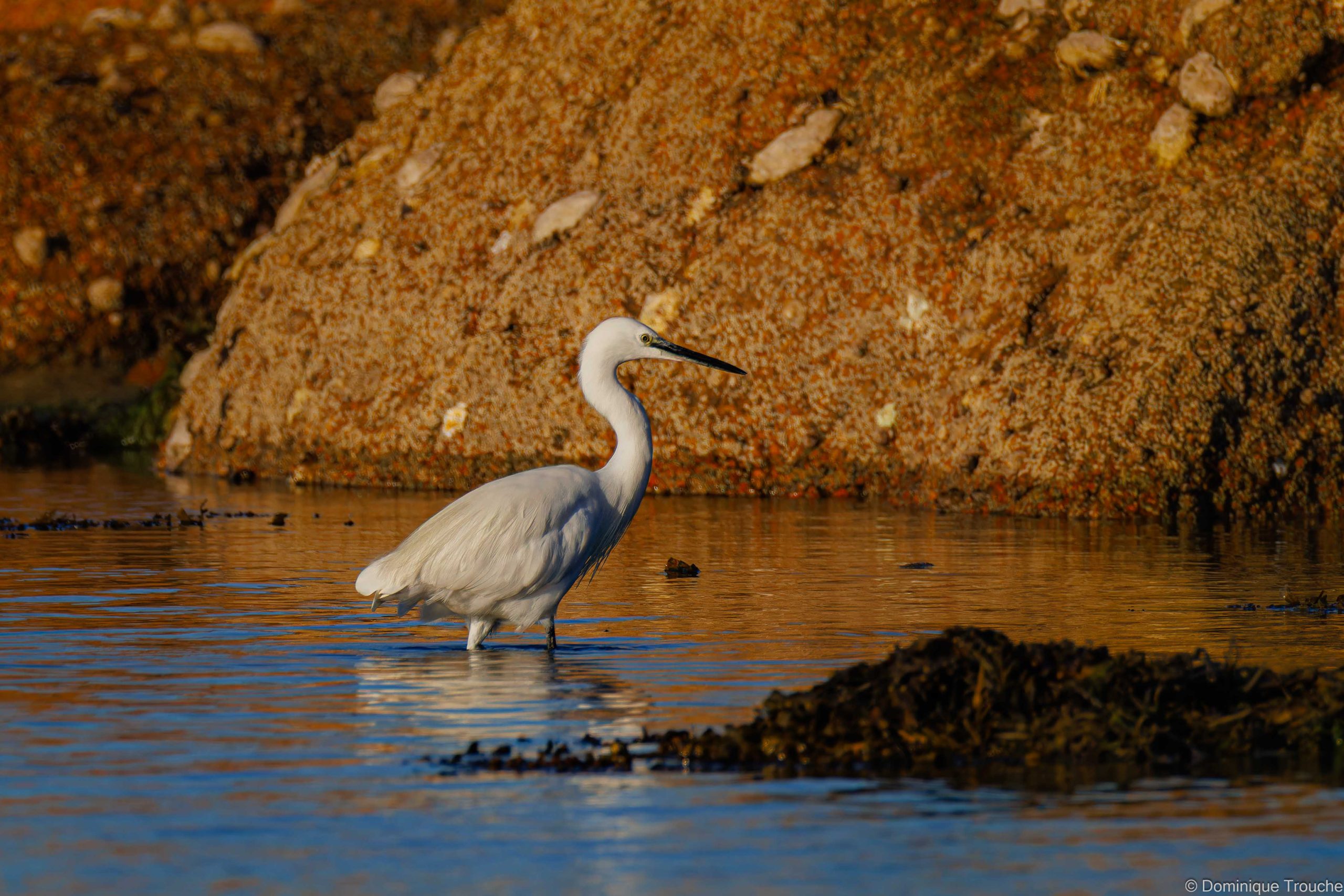Aigrette garzette