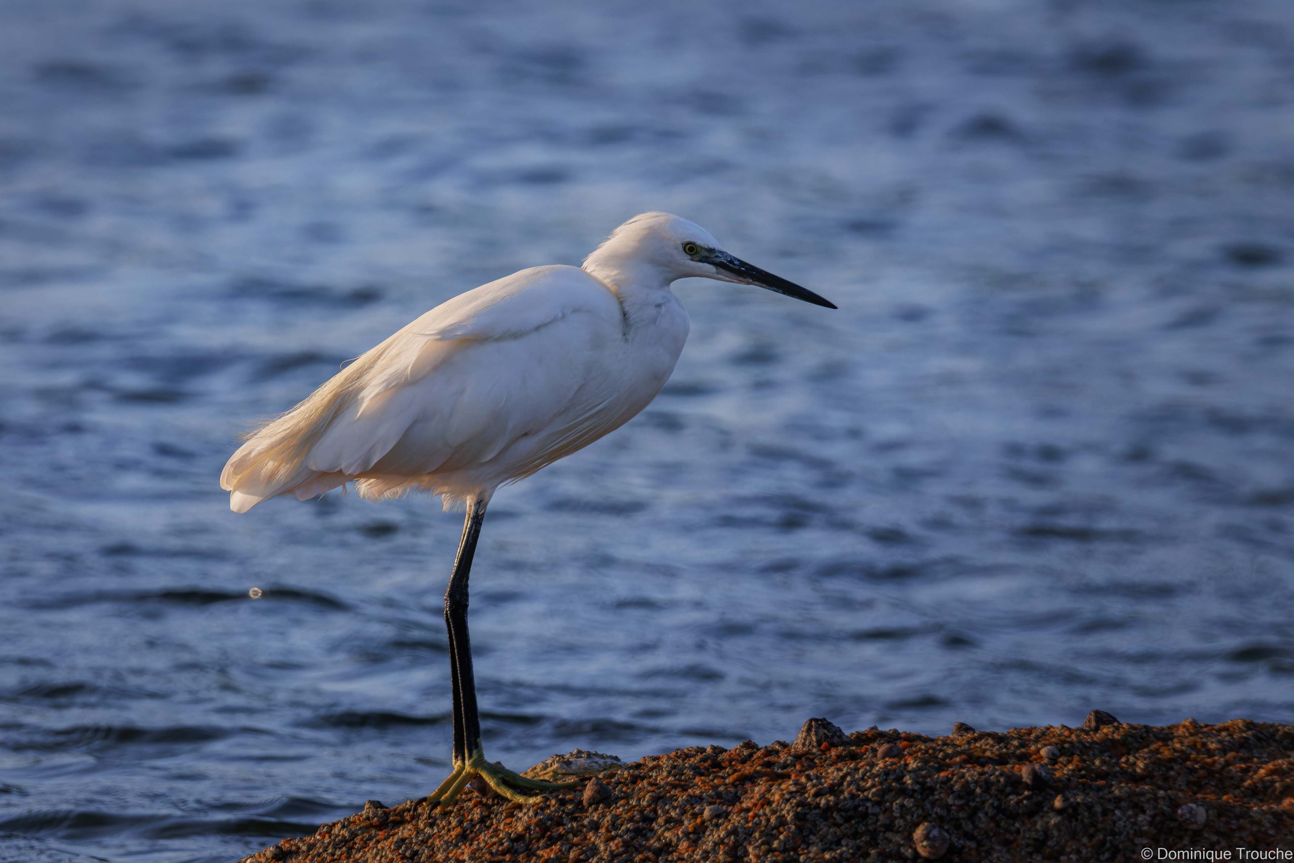Aigrette garzette