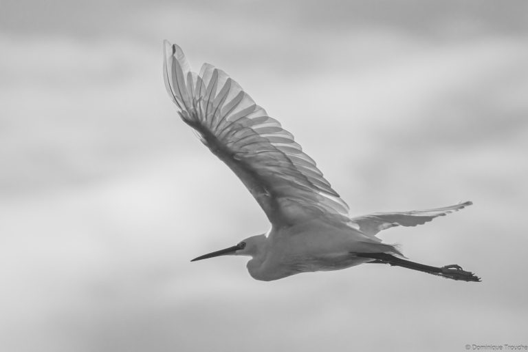 Aigrette garzette