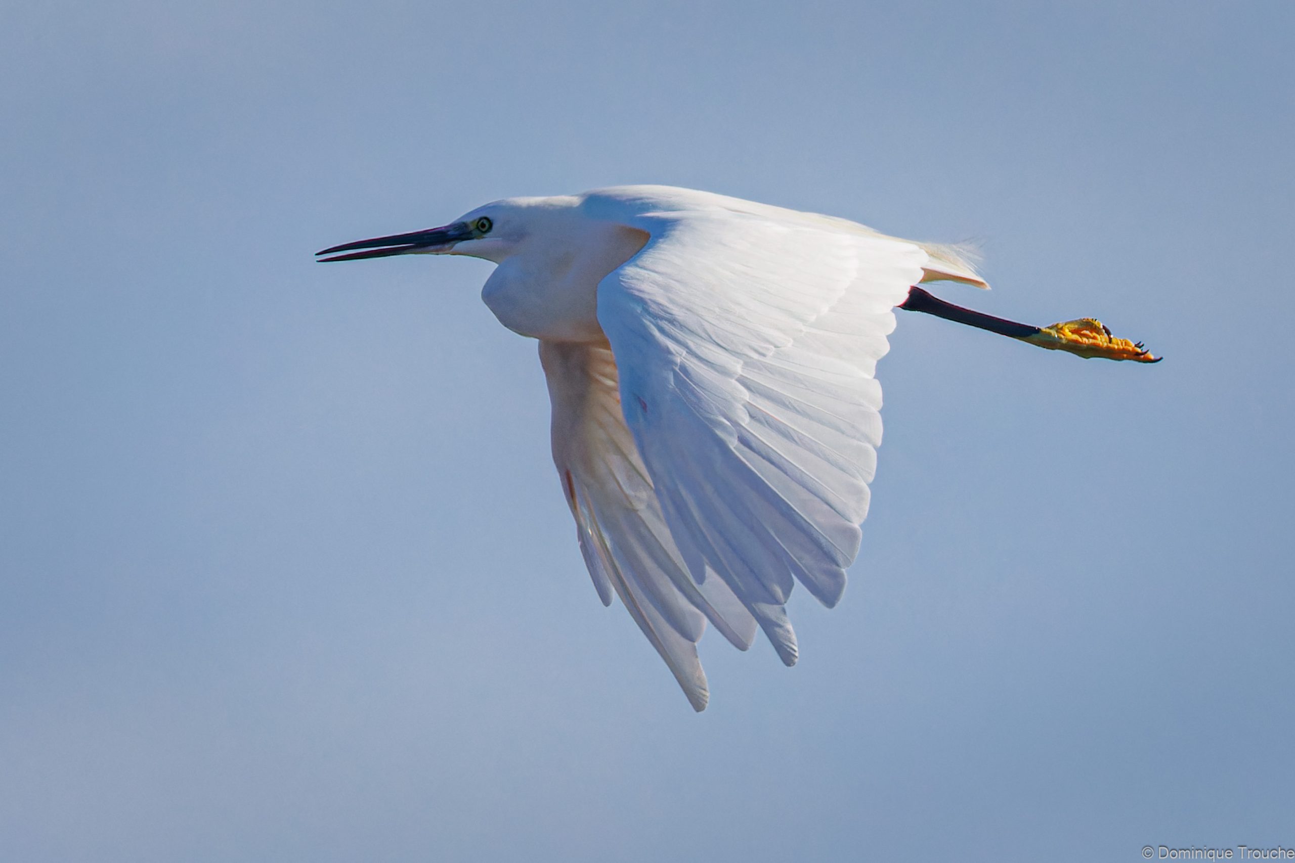 Aigrette garzette